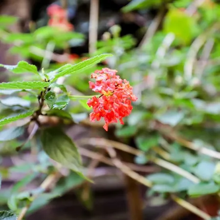 La Casa Di Zucca Sopra Piazza Plebiscito! * Naples